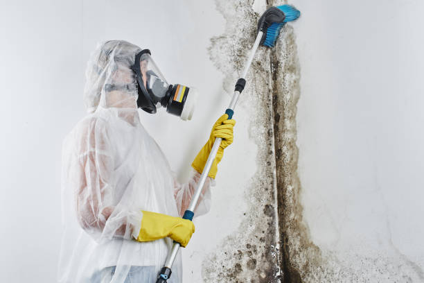 Best Local Mold Removal Service  in Kahaluu, HI